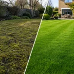 Spring Lawn Care in Dublin: From Moss-Ridden to Magazine-Worthy