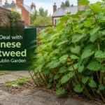 How to Deal with Japanese Knotweed in Your Dublin Garden